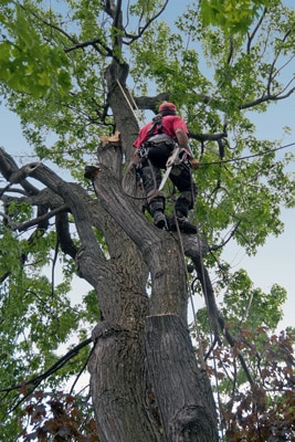Best tree service in N. Kiung & Snohomish Counties