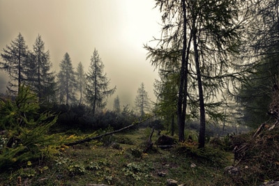 emergency tree service