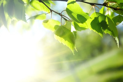 why trees have leaves