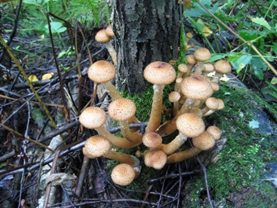 honey fungus mushroom