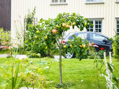 fruit tree care