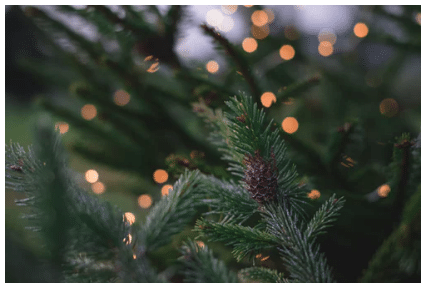 fir tree, fir tree care