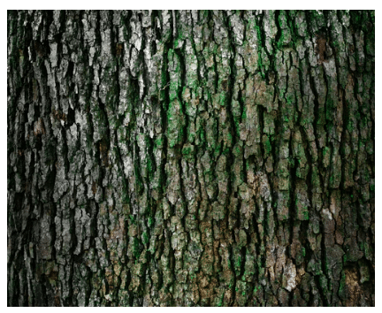 frost cracks, tree cracks