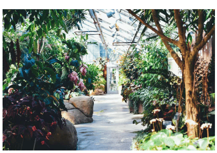 trees not to plant, bad trees, select trees