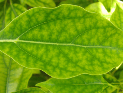 iron chlorosis, iron deficiency