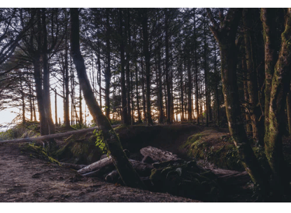 soil erosion, preventing soil erosion