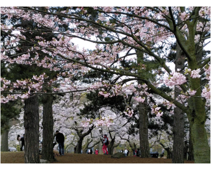 tree spacing, tree planting