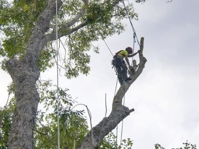 tree removal everett