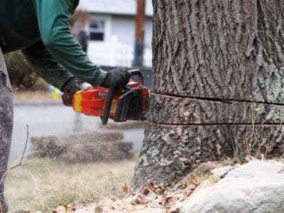 Tree Removal in Everett