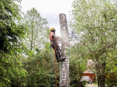 tree removal service marysville