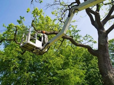 tree service snohomish