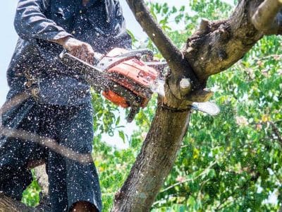 Tree Branch Removal Lake Stevens