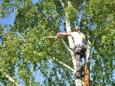 tree care edmonds