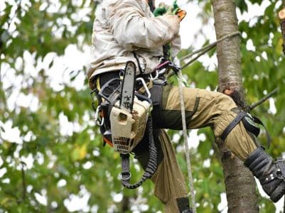 emergency tree removal mukilteo