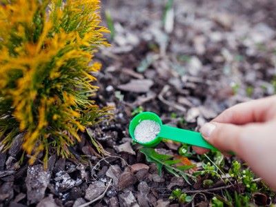 Tree Care Lake Stevens